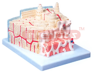 MICRO ANATOMY, BONE STRUCTURE